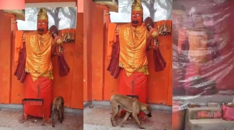 Hanuman devotee dog